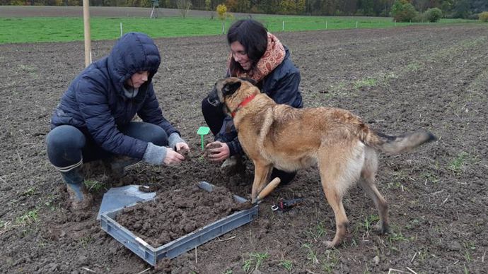 Comptage de vers de terre par des étudiants de l’Ensaia de Nancy. Lorca constate, et de plus en plus chez certains de ses adhérents, que des sols sont en souffrance. © LORCA